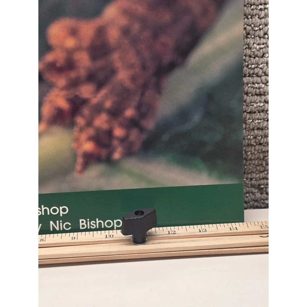 This Gecko by Nic Bishop TWIG Books Big Book Nonfiction Wright Group 0322001927
